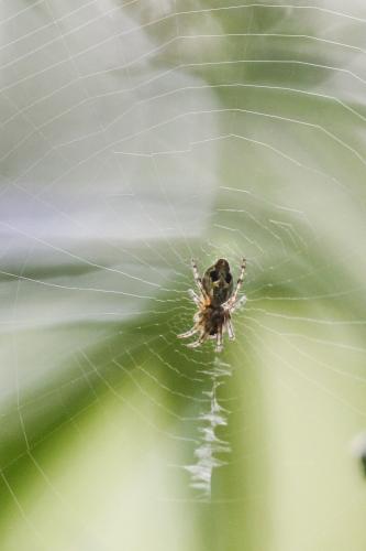 Cyclosa conica